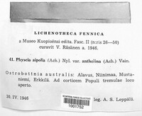 Physcia aipolia image